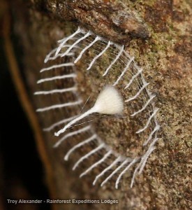 insecte qui construit de veritables clotures autour de ses œufs