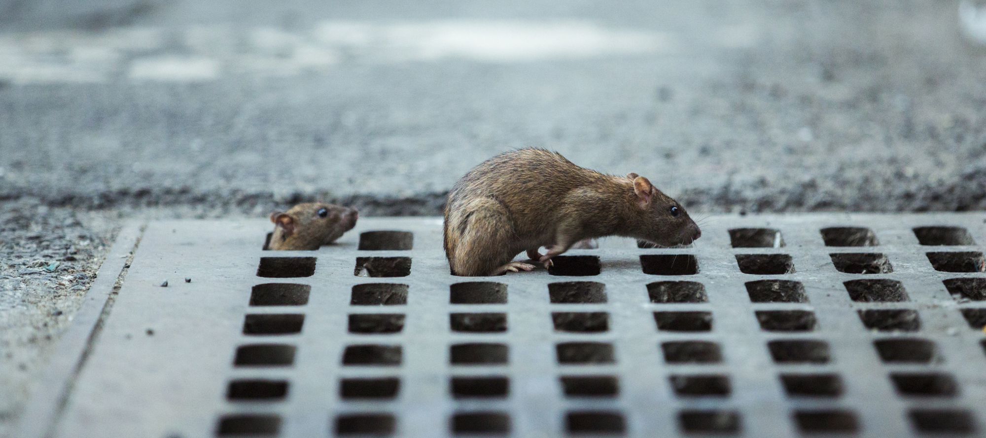 Les Rats Envahissent Les Villes Et Cest Totalement De Notre Faute Geek Et Bio